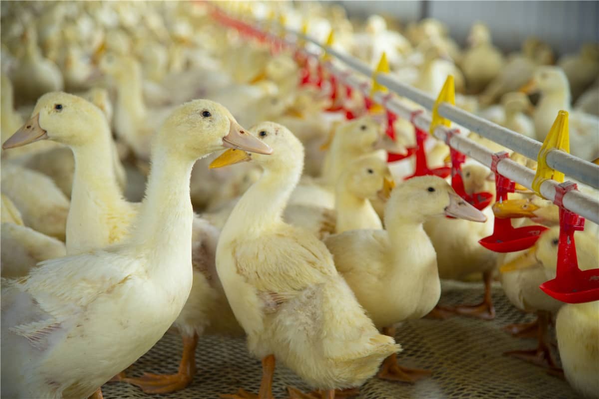 Wzmocnienie inteligentnej hodowli zwierząt dzięki technologii RFID