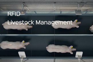 RFID enables animal husbandry to implement more efficient and intelligent management