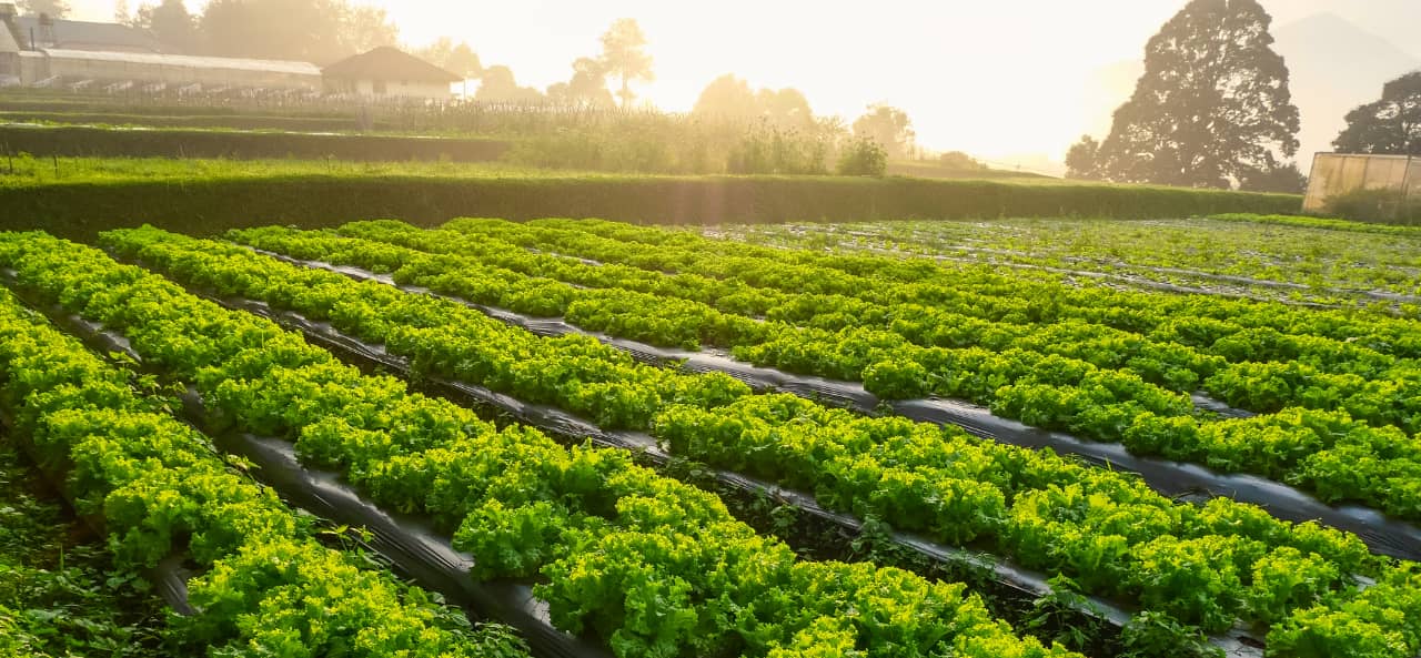 RFID w inteligentnym rolnictwie: od modułów UHF RFID po naklejki do śledzenia i konserwacji maszyn